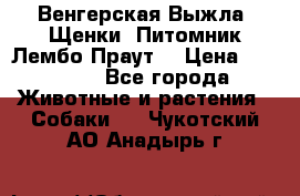 Венгерская Выжла. Щенки. Питомник Лембо Праут. › Цена ­ 35 000 - Все города Животные и растения » Собаки   . Чукотский АО,Анадырь г.